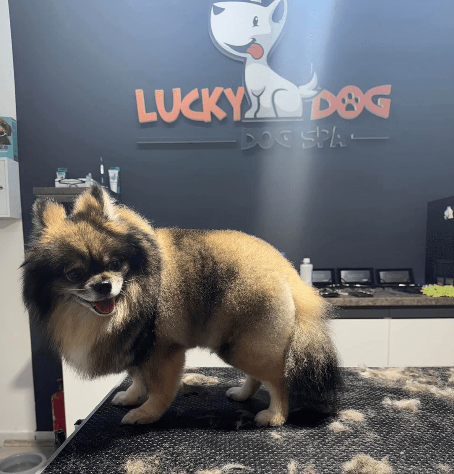 Lucky dog salon